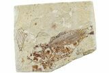 Cretaceous Fossil Fish (Armigatus) - Lebanon #238342-1